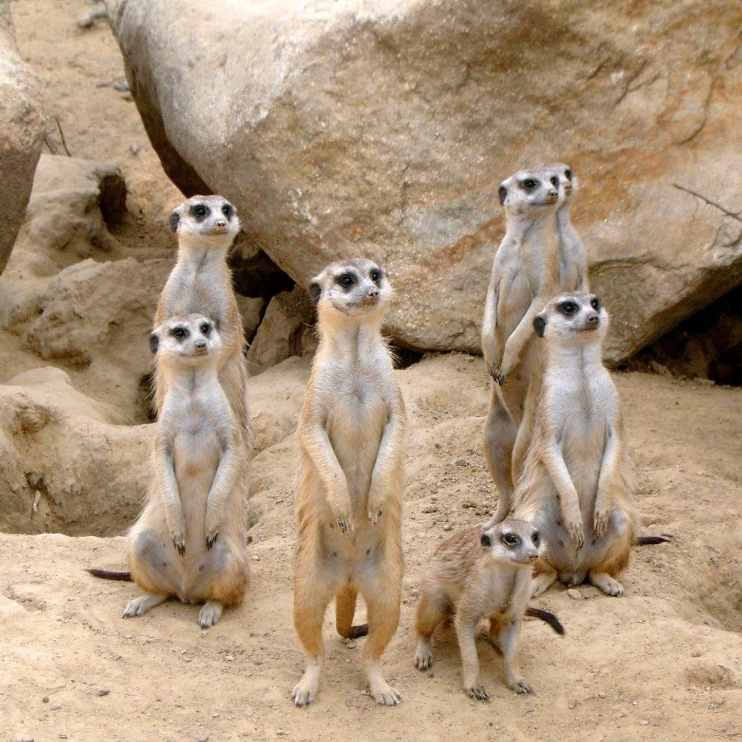 Felt Meerkat Finger Puppet